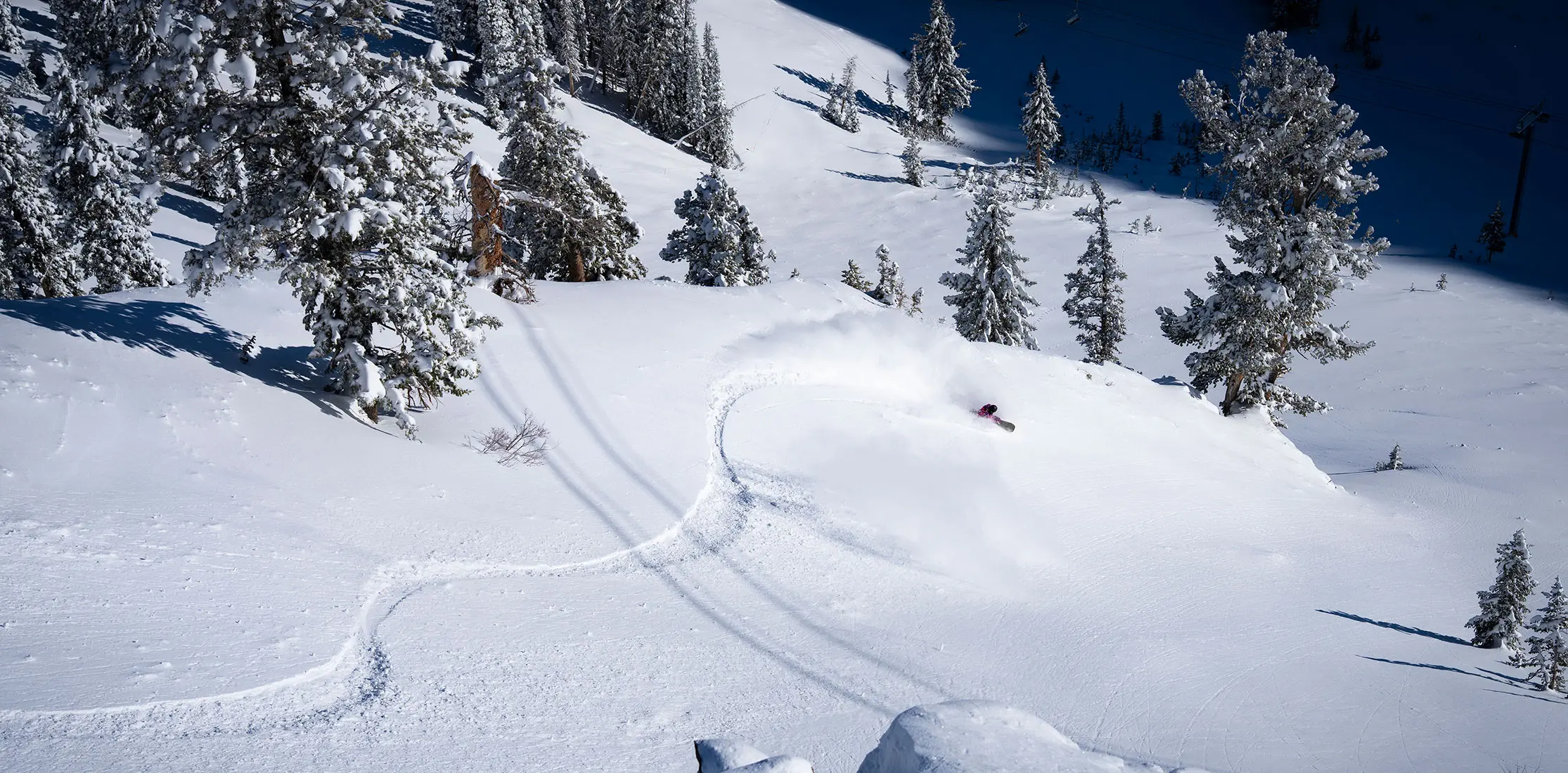 Snowboarder goes down an untouched slope at Snowbird in the trees