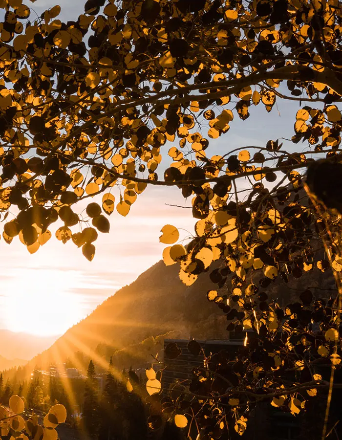 Fall leaves around the Cliff Lodge- mobile hero