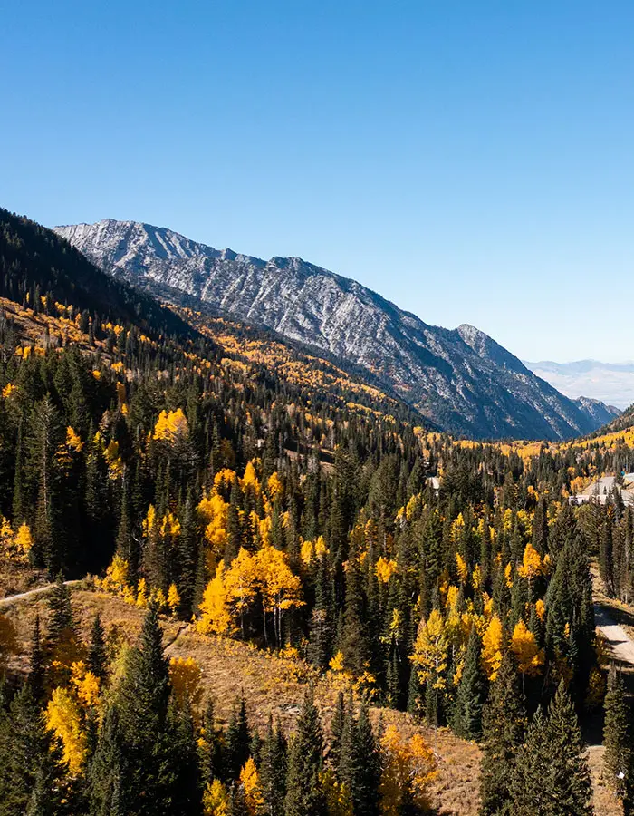 Fall leaves in Little Cottonwood Canyon -mobile hero